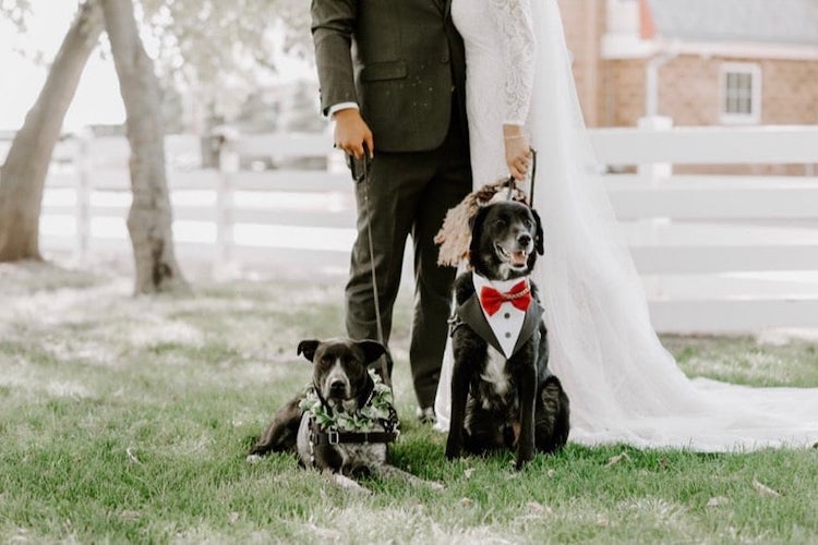 5 Ways to Incorporate Your Dog into Your Wedding